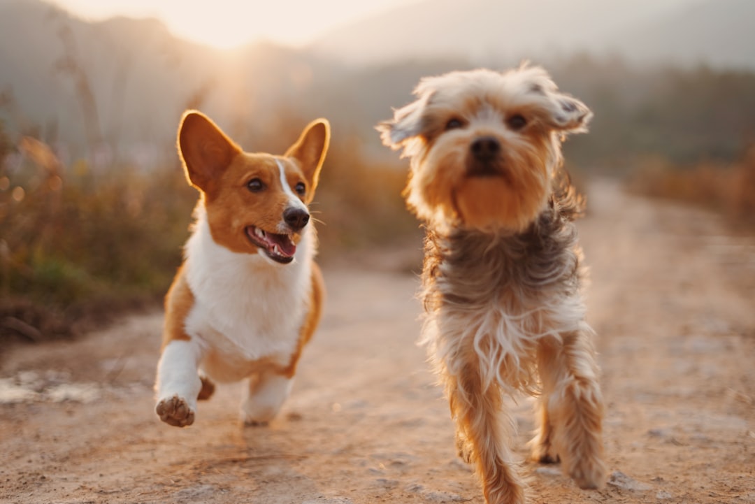 pet store interior designer